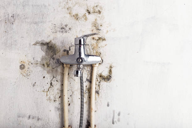 Best Mold Removal Near Me  in Reynolds Heights, PA