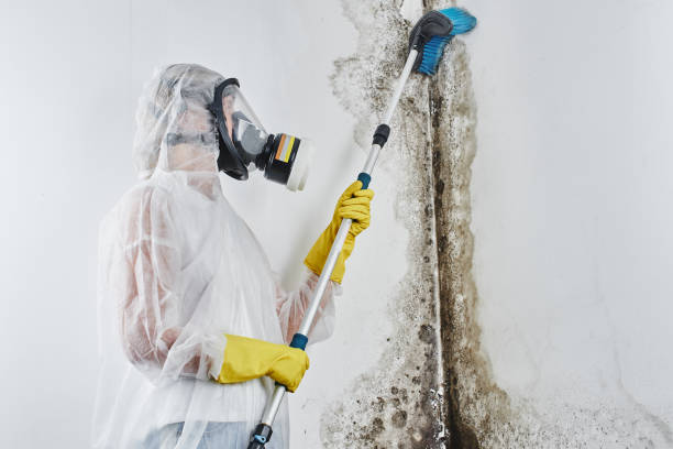 Best Crawl Space Mold Removal  in Reynolds Heights, PA
