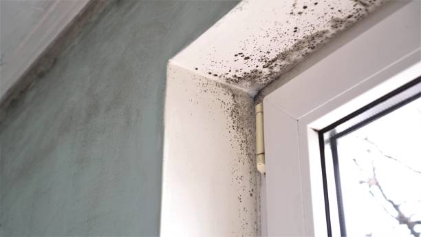 Best Commercial Mold Removal  in Reynolds Heights, PA