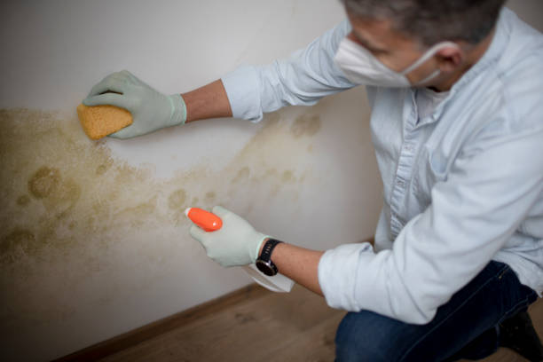 Best Toxic Mold Removal  in Reynolds Heights, PA