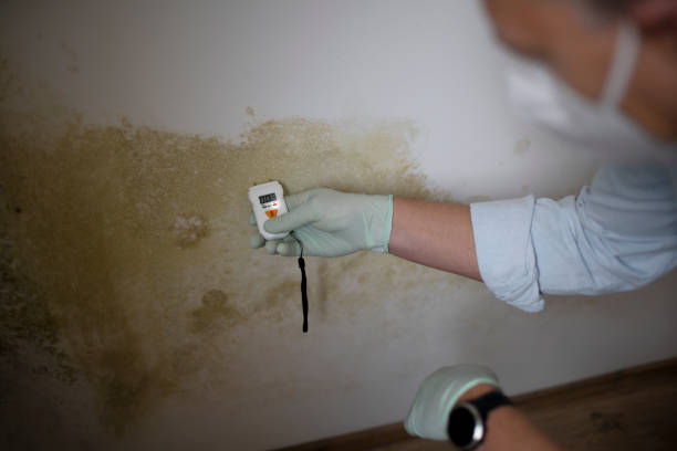 Best Best Mold Removal Companies  in Reynolds Heights, PA