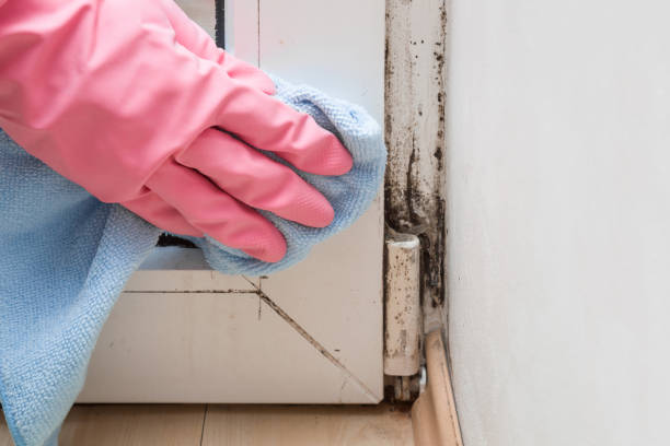 Best Mold Remediation Experts  in Reynolds Heights, PA